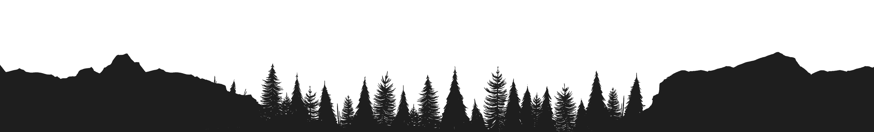 Forest at night